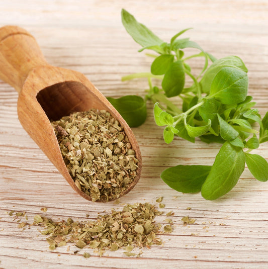 Flasche mit Oregano Öl und frische Oregano-Blätter. Oregano-Öl ist bekannt für seine antioxidativen, antimikrobiellen und entzündungshemmenden Eigenschaften und wird oft als natürliches Heilmittel verwendet